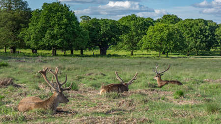 A group of deers resting in Richmond Park, Londonの写真素材