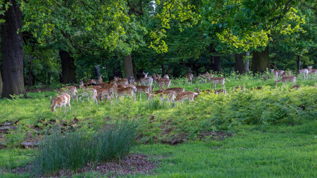 A group of deers resting in Richmond Park, Londonの写真素材