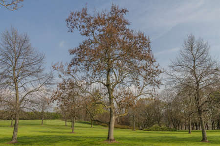 A green italian garden with trees on a sunny dayの写真素材