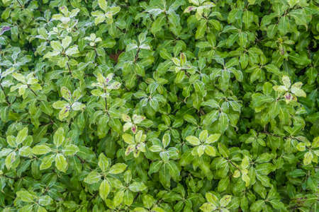 A photo of forst covered green leaves in the morningの写真素材