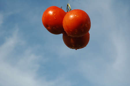 red tomatoes with water drops on them suspended in mid air on blue backgroundのイラスト素材