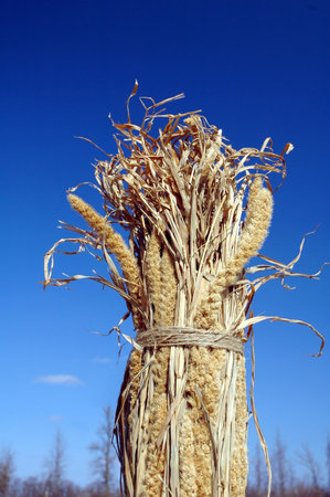 wheat  wrap to go on blue background