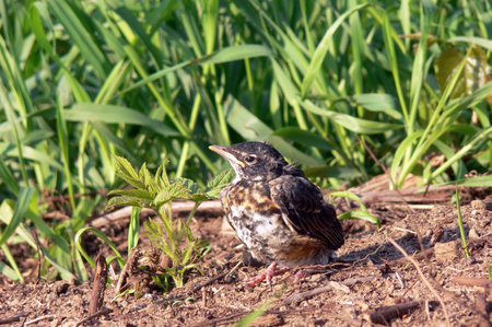 baby  bird searching for food and motherの写真素材