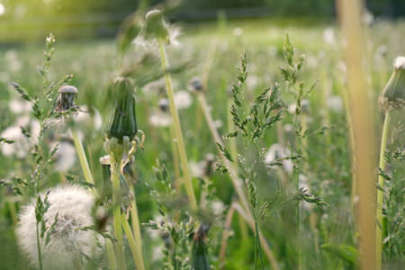 Field of green grass, dandelions bloom, ears sway in the windの写真素材