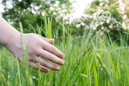 Child's hand touching green grass, running his fingers through plantsの写真素材