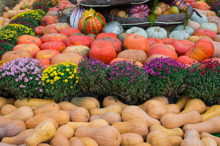 Pumpkins are orange and white, a celebration of autumn Halloween 2017の写真素材