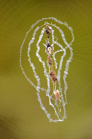 Insect macro, Laos