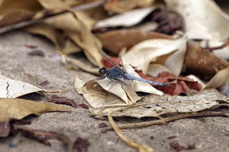 Insect macro, Laosの写真素材