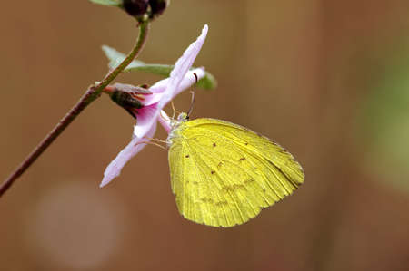 Insect macro, Laosの写真素材