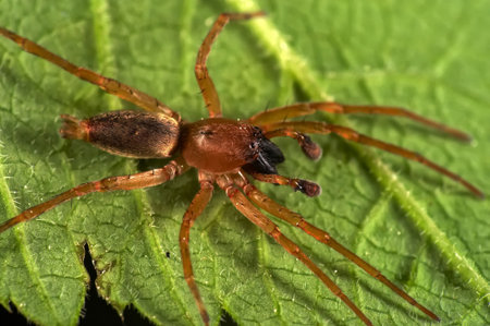 Insect macro, Russia, Moscow Region