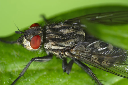 Insect macro, Russia, Moscow Region