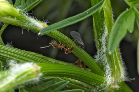 Insect macro, Russia, Moscow Regionの写真素材