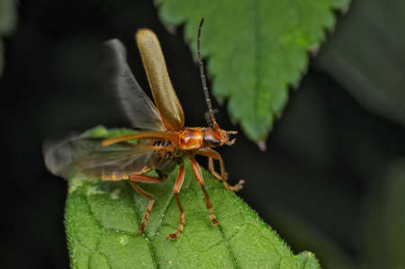 Insect macro, Russia, Moscow Regionの写真素材