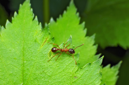 Insect macro, Russia, Moscow Region