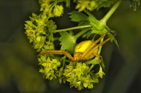 Insect macro, Russia, Moscow Regionの写真素材