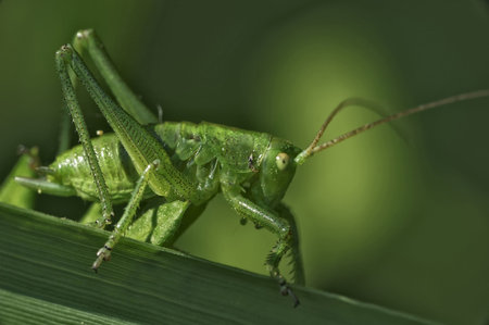 Insect macro, Russia, Moscow Region