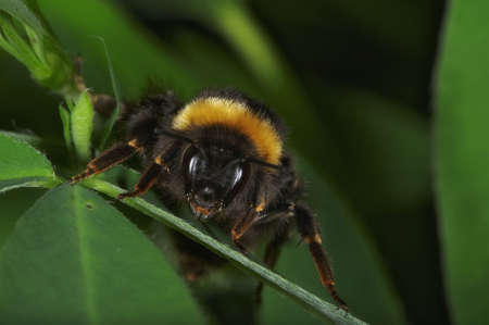 Insect macro, Russia, Moscow Regionの写真素材