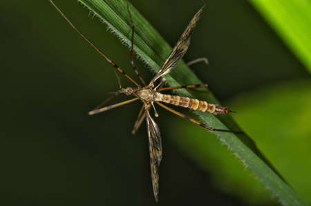 Insect macro, Russia, Moscow Regionの写真素材
