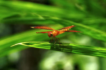 Insect macro, Laosの写真素材