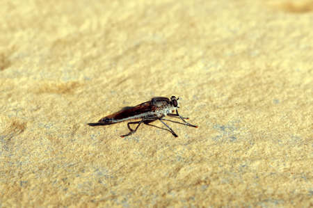 Insect macro, Laosの写真素材