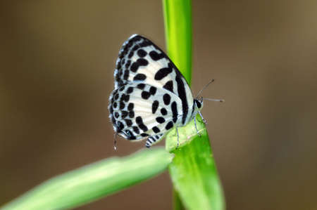 Insect macro, Laosの写真素材
