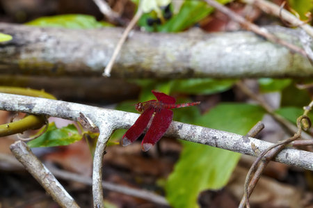 Insect macro, Laosの写真素材