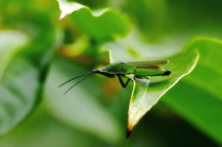 Insect macro, Laosの写真素材