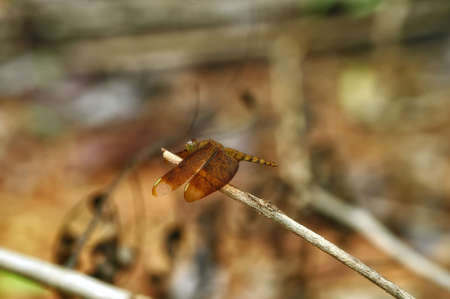 Insect macro, Laosの写真素材