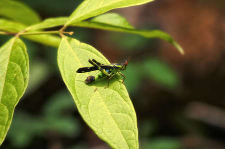 Insect macro, Laosの写真素材