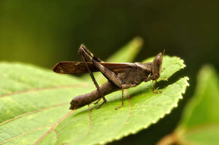 Insect macro, Laosの写真素材