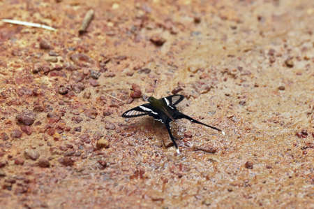 Insect macro, Laosの写真素材