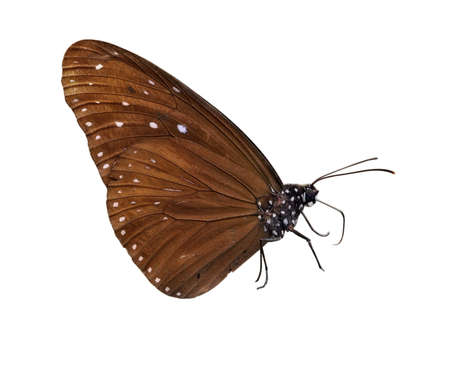 Insect macro, Laosの写真素材