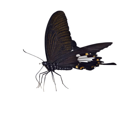 Insect macro, Laos, butterfly COMMON YEOMAN の写真素材