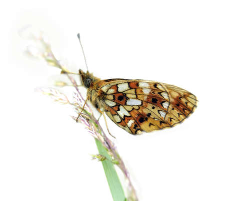 butterflyの写真素材