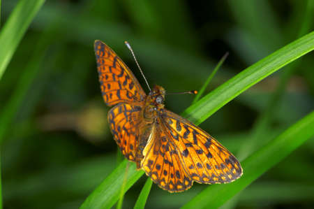 A butterfly is any of several groups of mainly day-flying insects of the order Lepidoptera, the butterflies and moths.の写真素材
