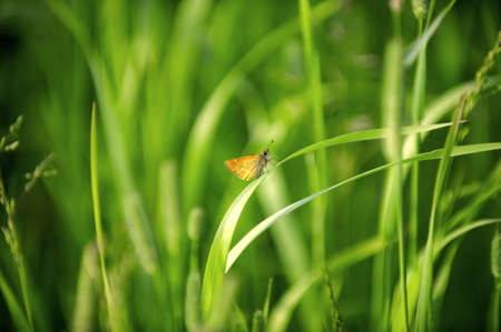 A butterfly is any of several groups of mainly day-flying insects of the order Lepidoptera, the butterflies and moths.の写真素材