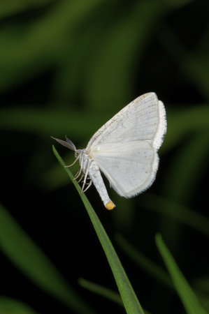 A butterfly is any of several groups of mainly day-flying insects of the order Lepidoptera, the butterflies and moths.の写真素材
