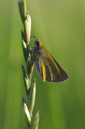 A butterfly is any of several groups of mainly day-flying insects of the order Lepidoptera, the butterflies and moths.の写真素材