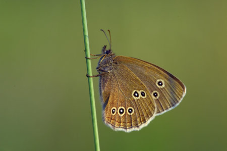 A butterfly is any of several groups of mainly day-flying insects of the order Lepidoptera, the butterflies and moths.の写真素材