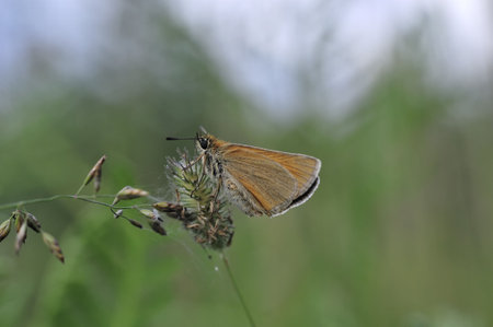 A butterfly is any of several groups of mainly day-flying insects of the order Lepidoptera, the butterflies and moths.の写真素材