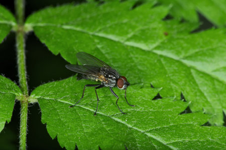 True flies are insects of the order Diptera possessing a single pair of wings on the mesothorax and...