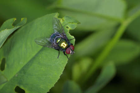 True flies are insects of the order Diptera possessing a single pair of wings on the mesothorax and a pair of halteres, derived from the hind wings, on the metathorax.の写真素材
