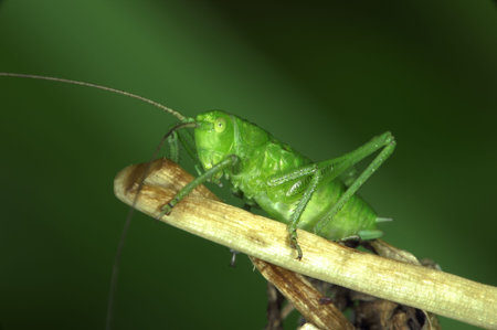 The grasshopper is an insect of the suborder Caelifera in the order Orthoptera. To distinguish it...