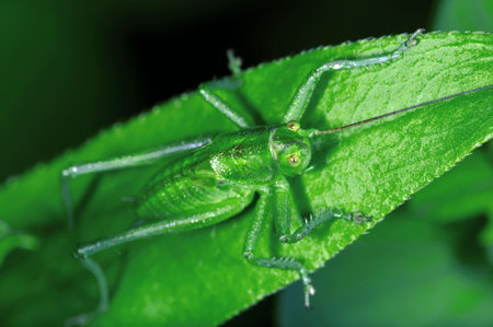 The grasshopper is an insect of the suborder Caelifera in the order Orthoptera. To distinguish it from bush crickets or katydids, it is sometimes referred to as short-horned grasshoppers. Species that change colour and behaviour at high population densitiの写真素材