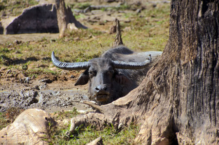 The water buffalo or domestic Asian water buffalo (Bubalus bubalis) is a large bovine animal,...