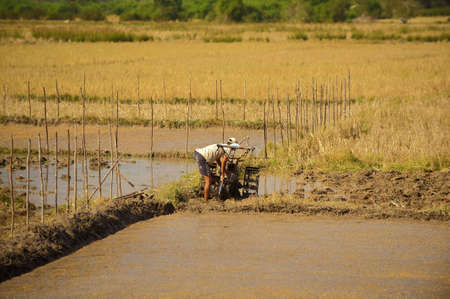 Laos. Province Vientian. Paddy field. Rice.のeditorial素材
