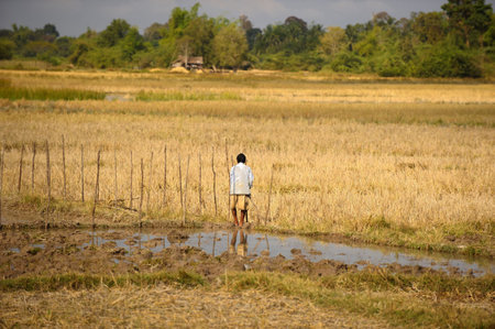 Laos. Province Vientian. Paddy field. Rice.のeditorial素材