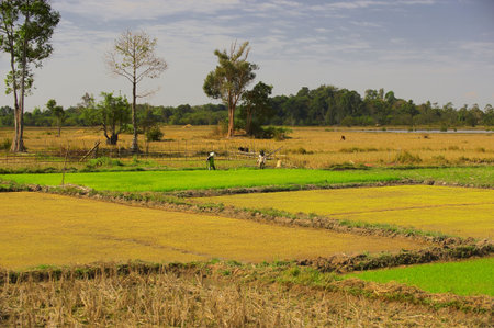 Laos. Province Vientian. Paddy field. Rice.のeditorial素材