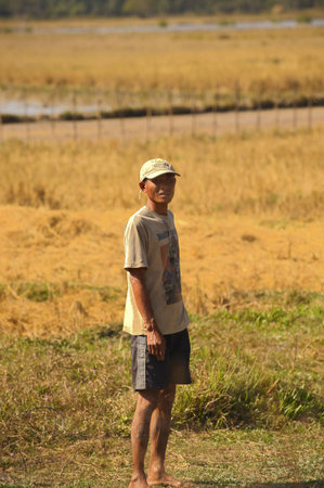 Laos. Province Vientian. Paddy field. Rice.のeditorial素材