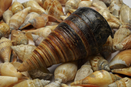 A seashell, also known as a sea shell, or simply as a shell, is the common name for a hard,...